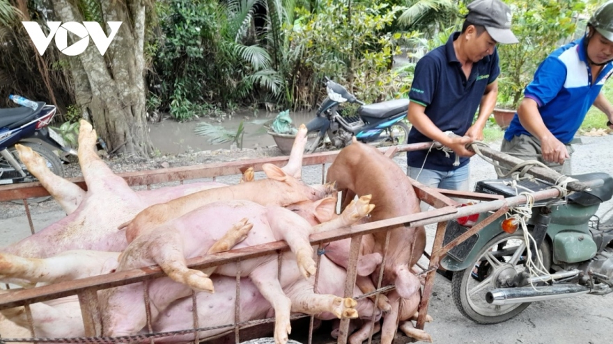 Vietnam scrambles to wipe out African swine fever